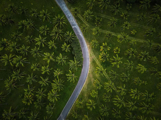 Paradise Palms