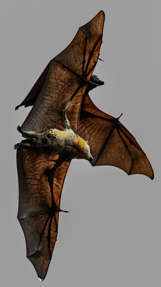 Flying Fox