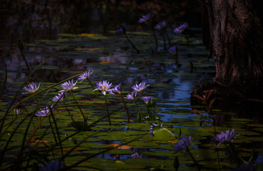 Lotus Lillies